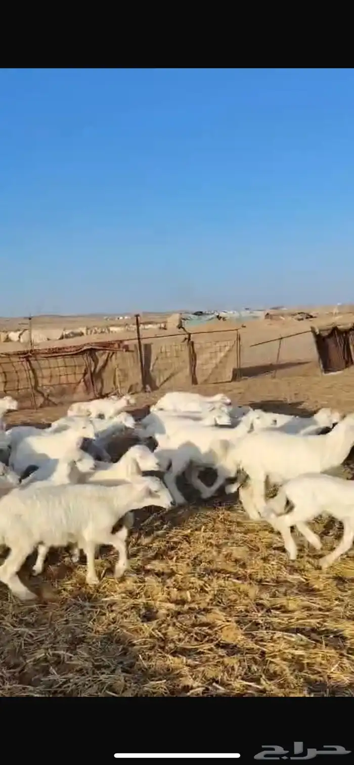 للبيع ضان حرش مراح واحد العدد51 تحتها 50 1