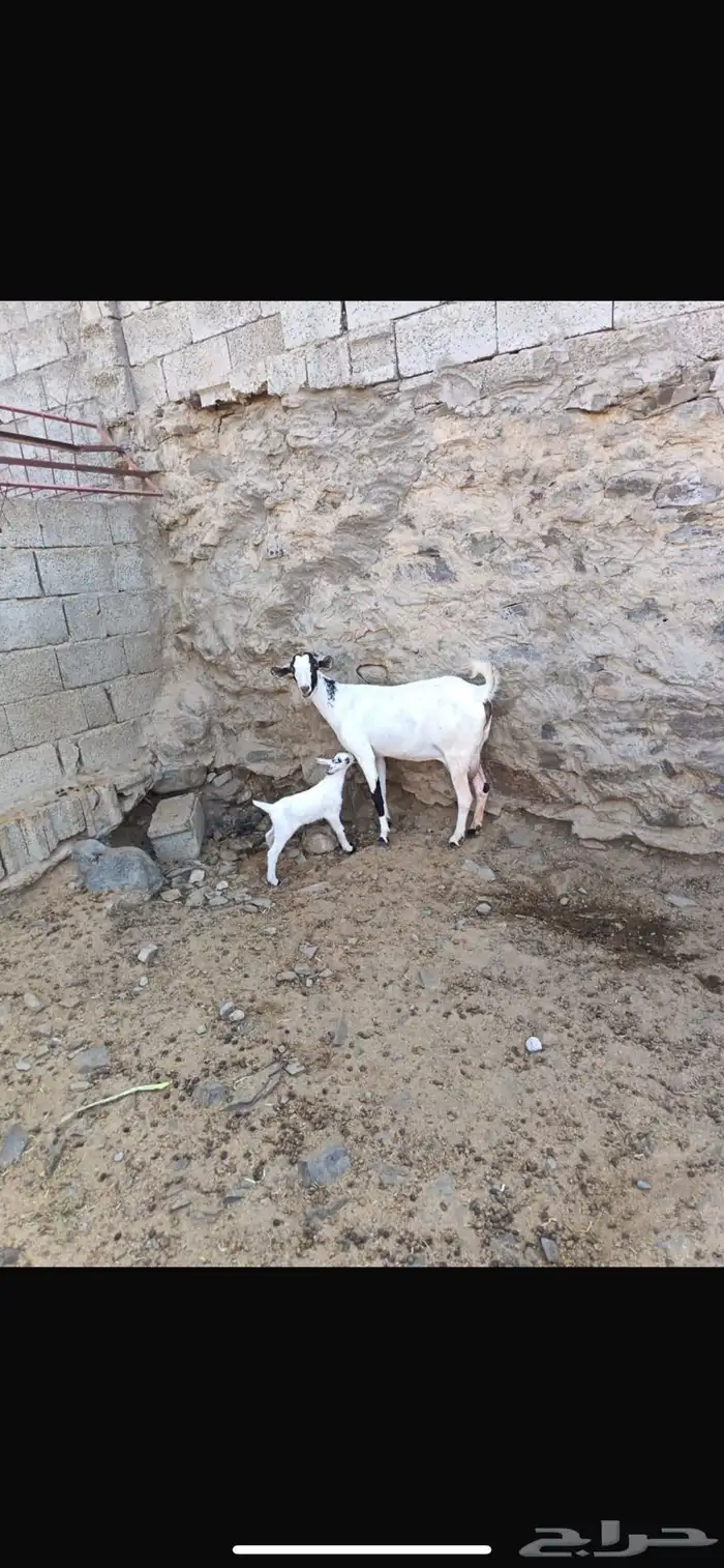 معزا بيشيات صنف الصنف 6