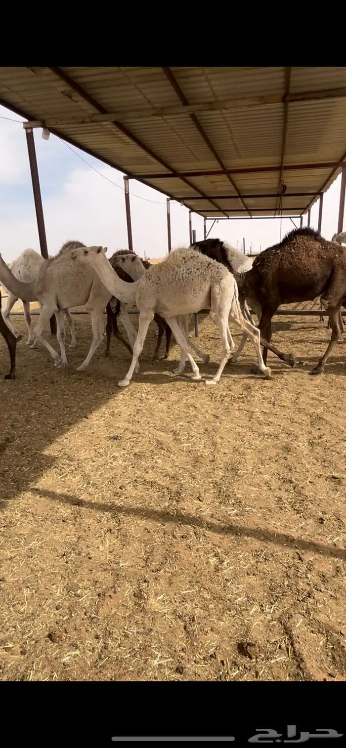 قعدان قصب طيبة لحمه( شرط) الي يبي زين ترا القعدان كفوا 1