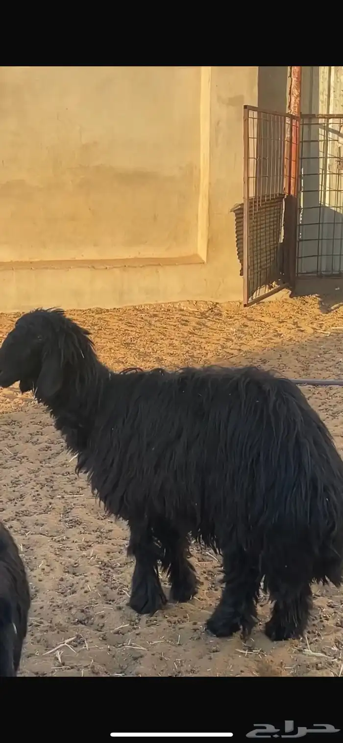 رخال غنم عرب تامات بصحة جيدة 1