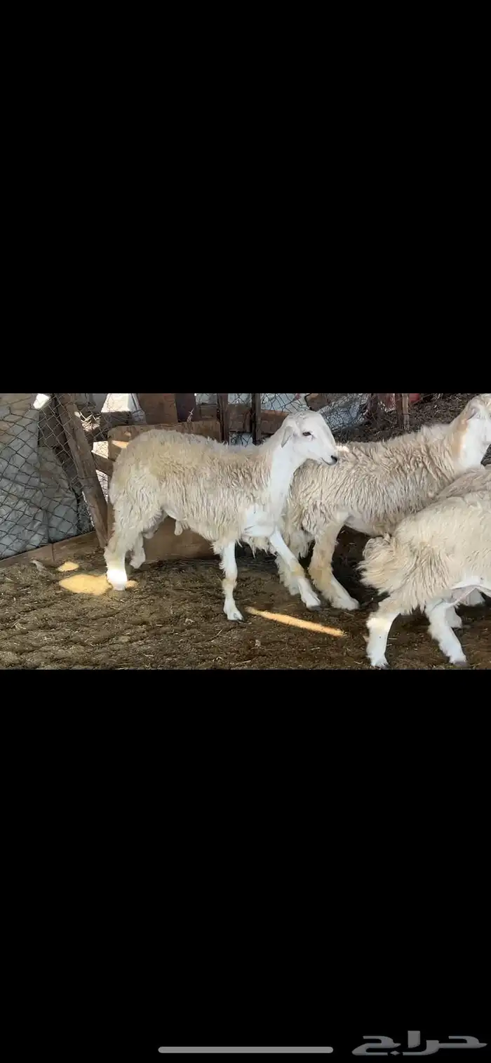 طليان حري جبر 2