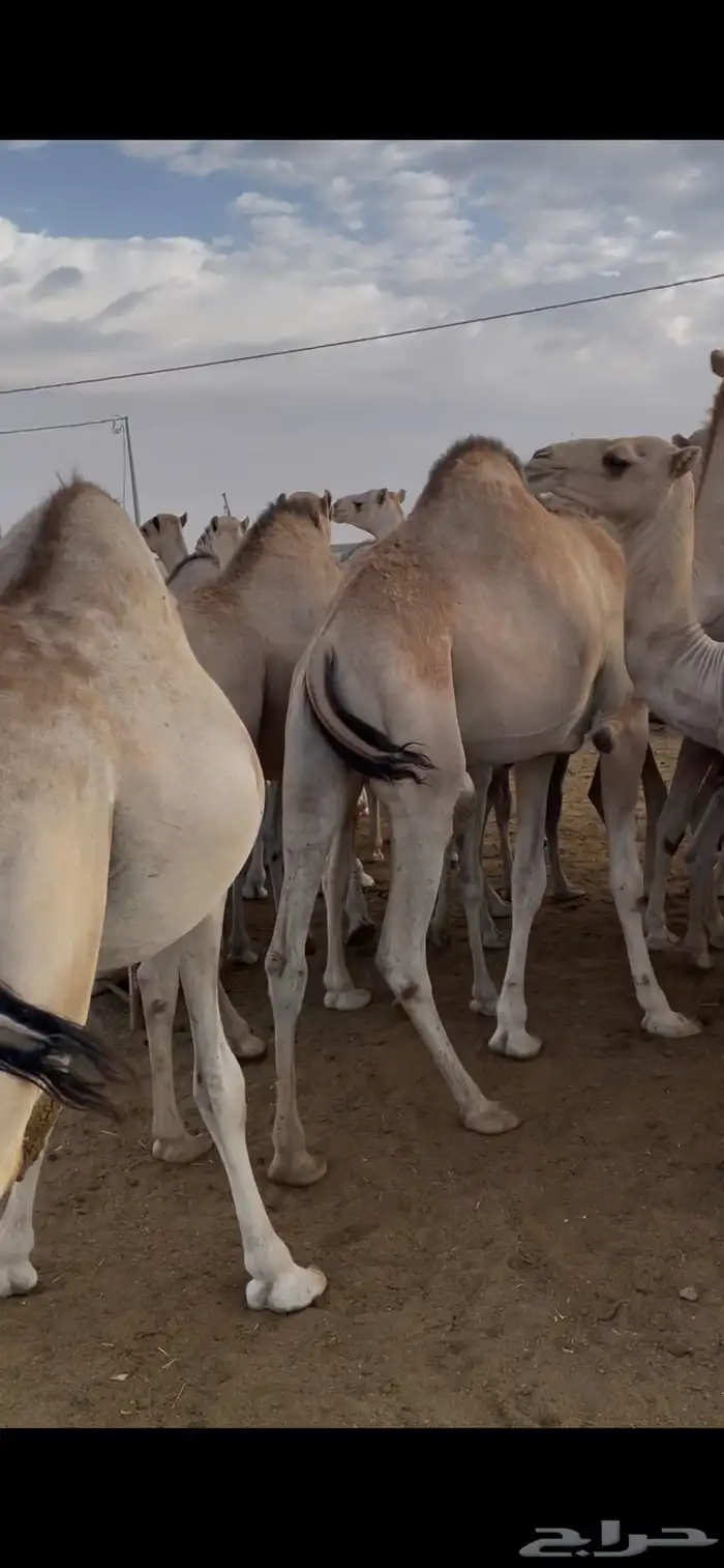 للبيع حشو سواكن فل شحم مرباه اكثر من 4 شهور 0