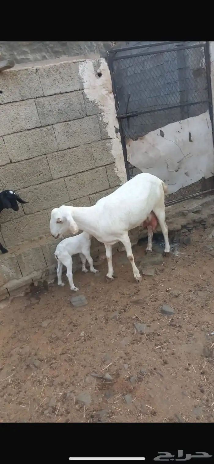 معزا بيشيات صنف الصنف 0