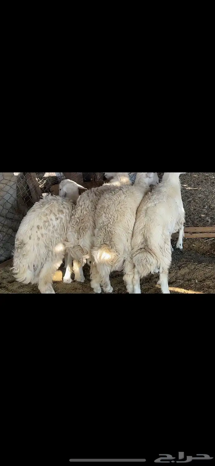 طليان حري جبر 4