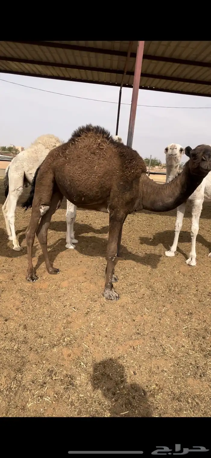 قعدان قصب طيبة لحمه( شرط) الي يبي زين ترا القعدان كفوا 0