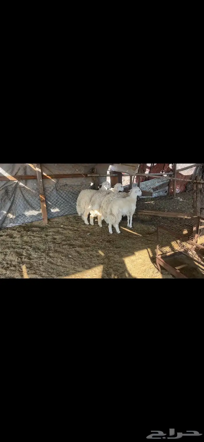 طليان حري جبر 1