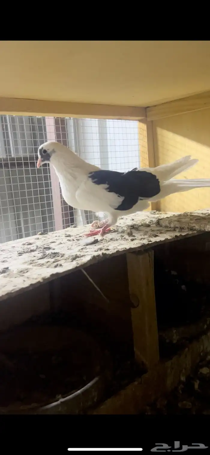 حمام قطيفي للبيع 3