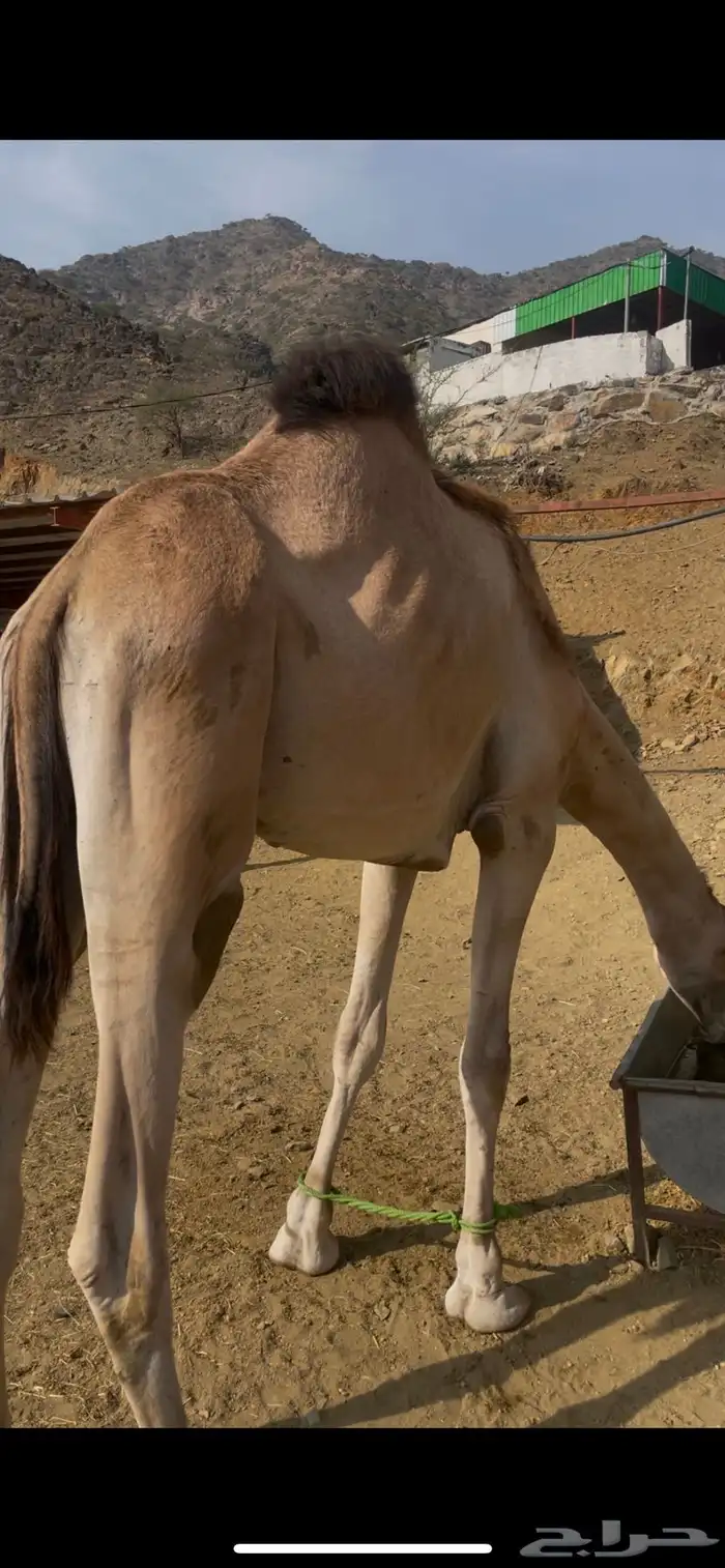 للبيع فرد اركي كايف 1