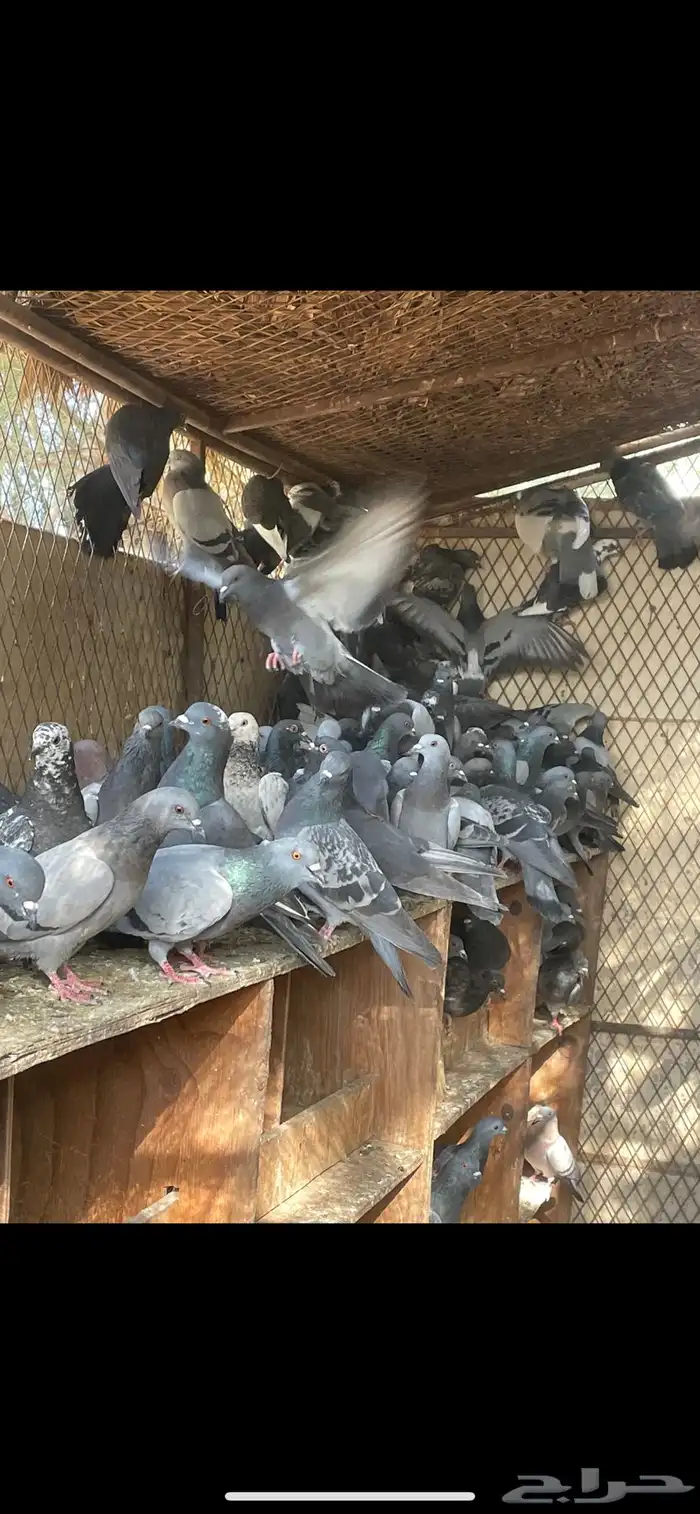 حمام خظاري سوادي لأهل الصقور 0