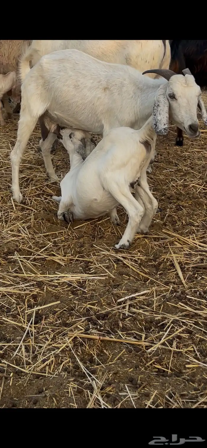 معزا متابيع ودفيع 3