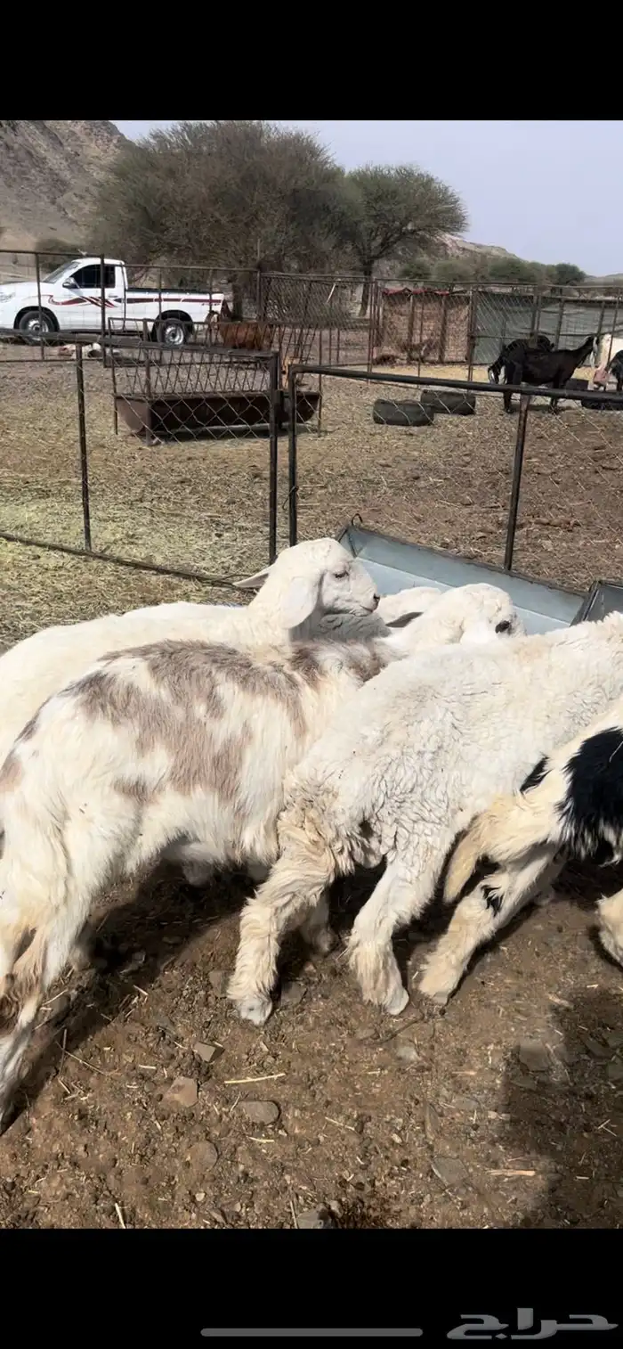 طليان ذبايح 1