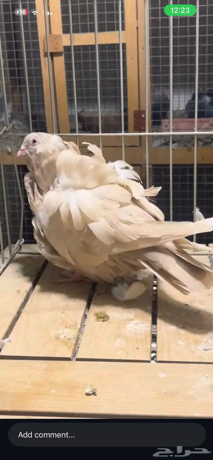 كشكش كشكي 12