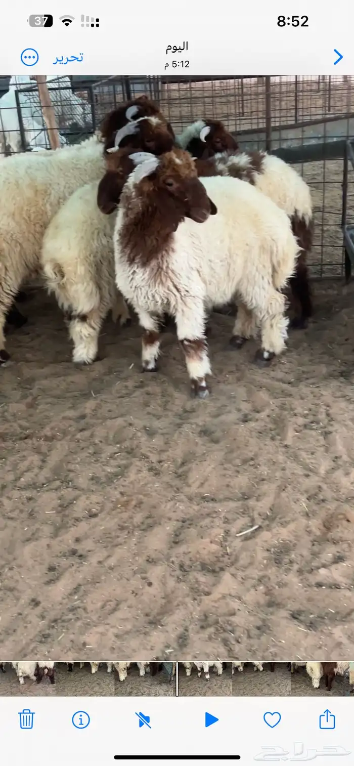 5 طليان نعيم 4