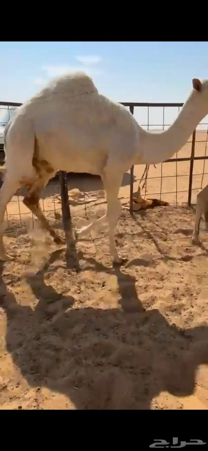 للبيع قعدان قصب 3