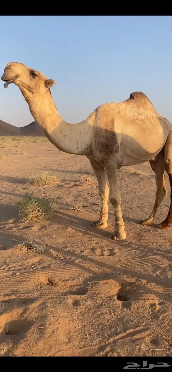 بعير تمامي 0