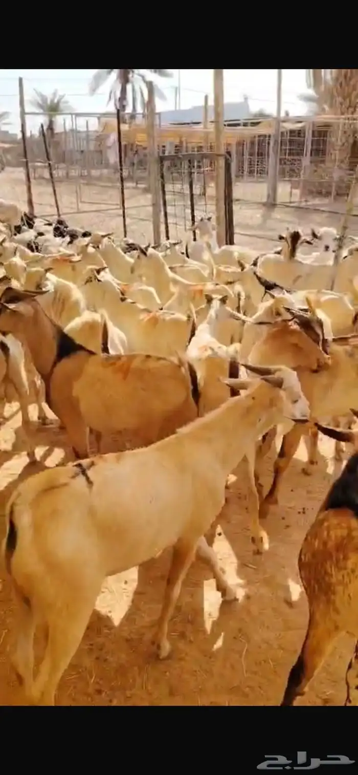 تيوس بالجملة حلال نظيف ونخب أول 3