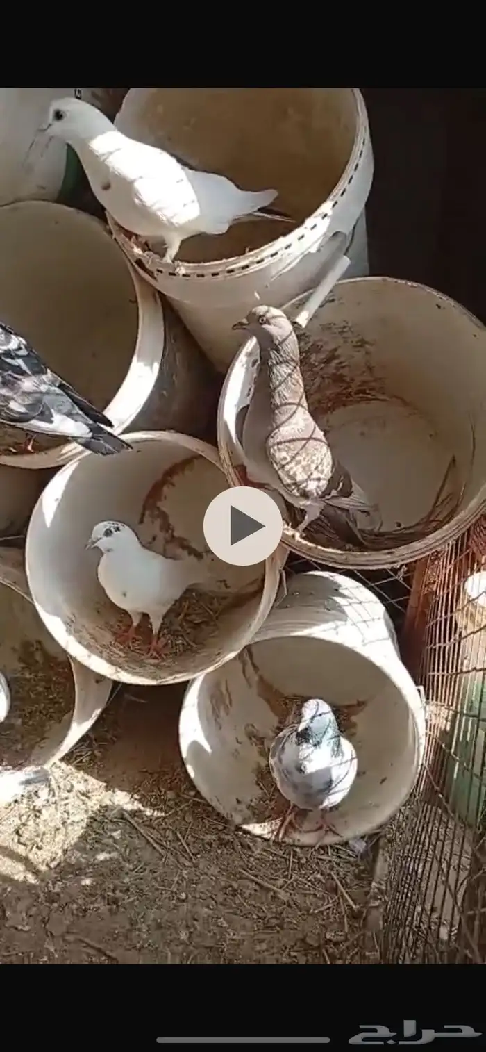 للبيع حمام هندي ونوع ماعرفه 0