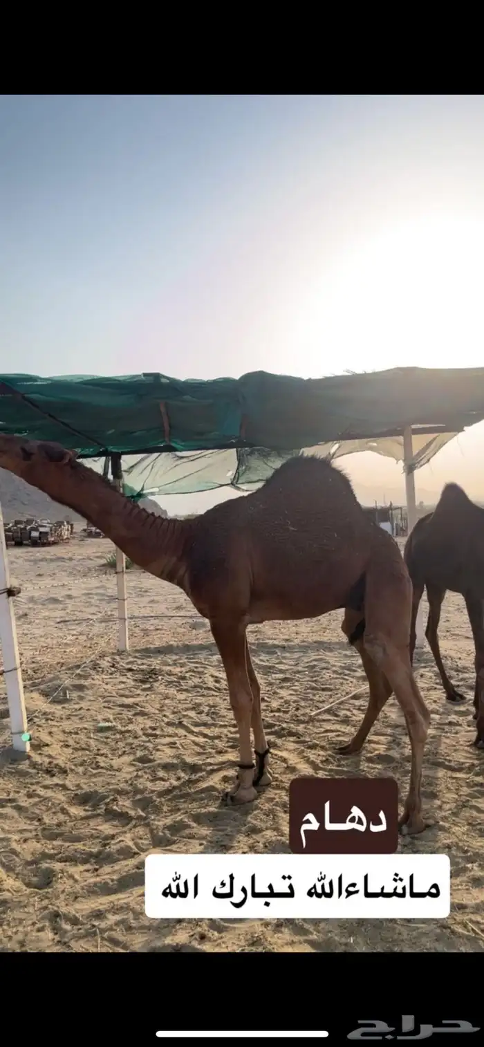 مشروع فحل ساحلي فاااخر 4