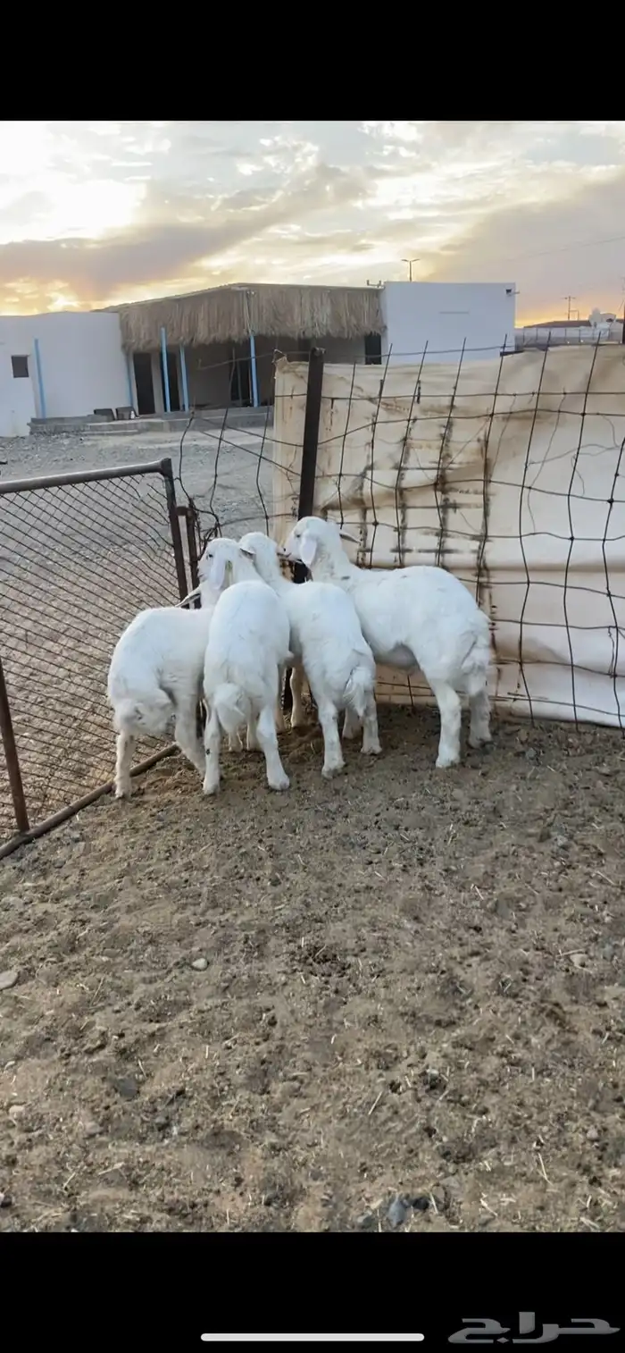 طليان ((تم البيع ) 0