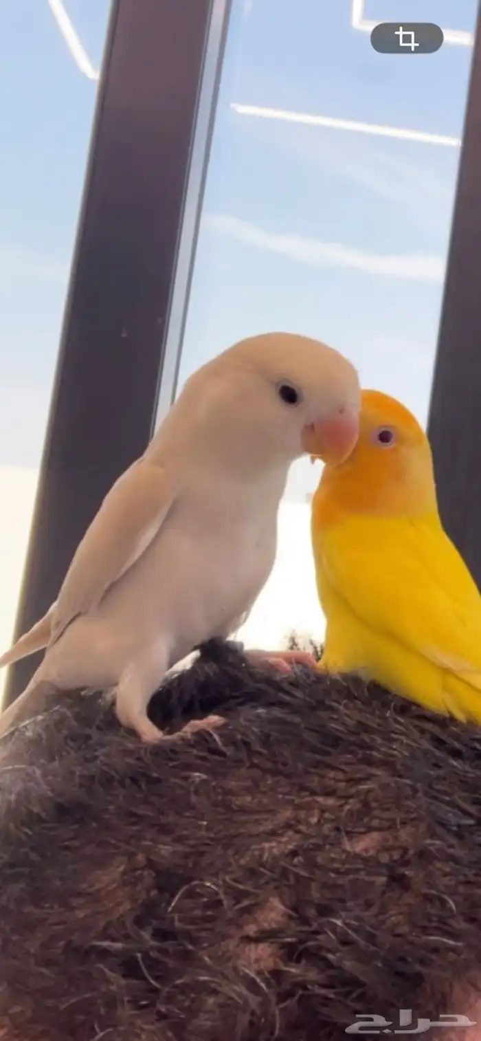 طير روز ضايع مفقود 0