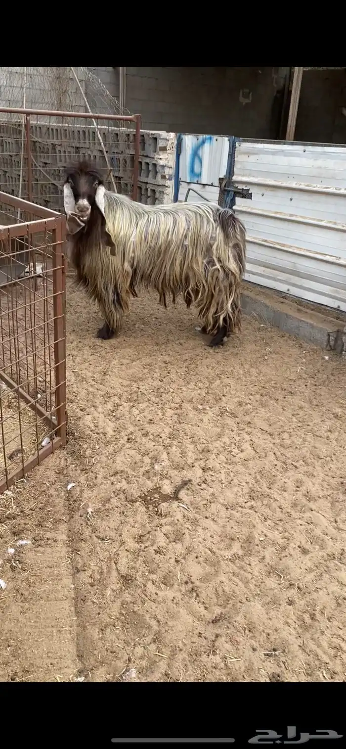 تيس عارضي ادبس 0