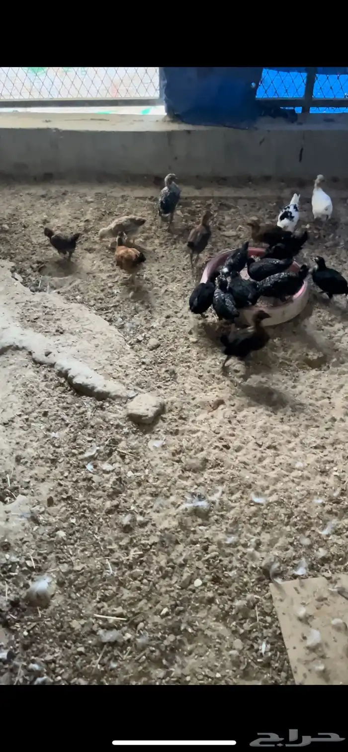 صوص بلدي و فيومي 0