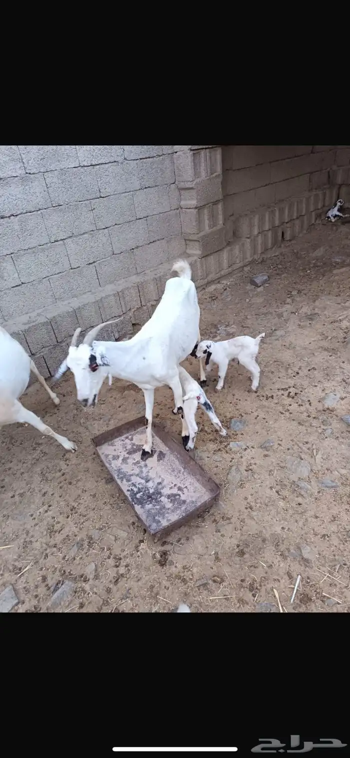 معزا بيشيات صنف الصنف 3