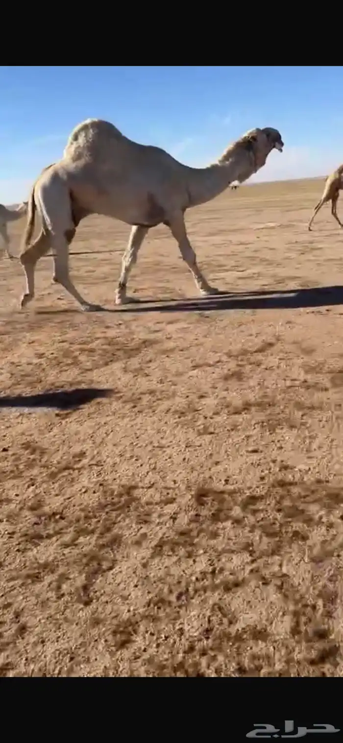 قعود اشقح باتلي 1