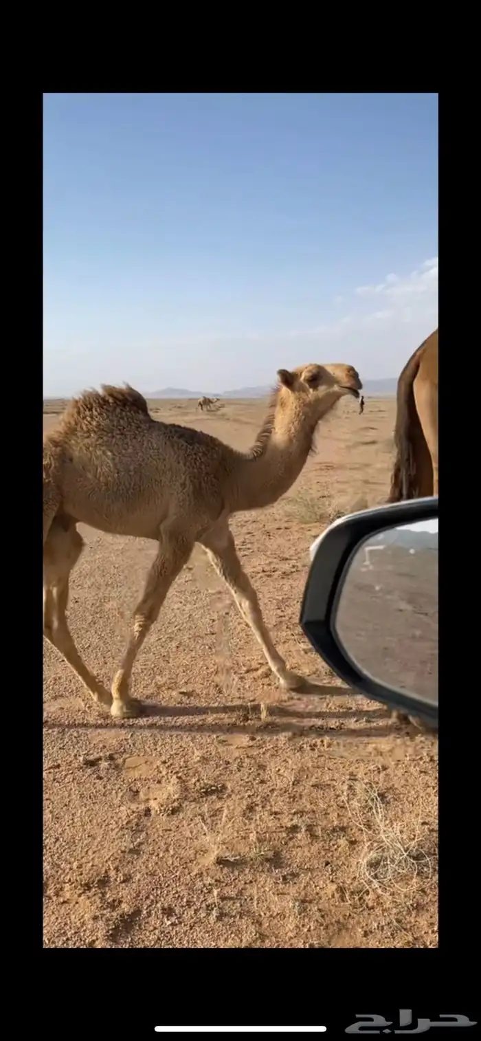 بعير تمامي 4