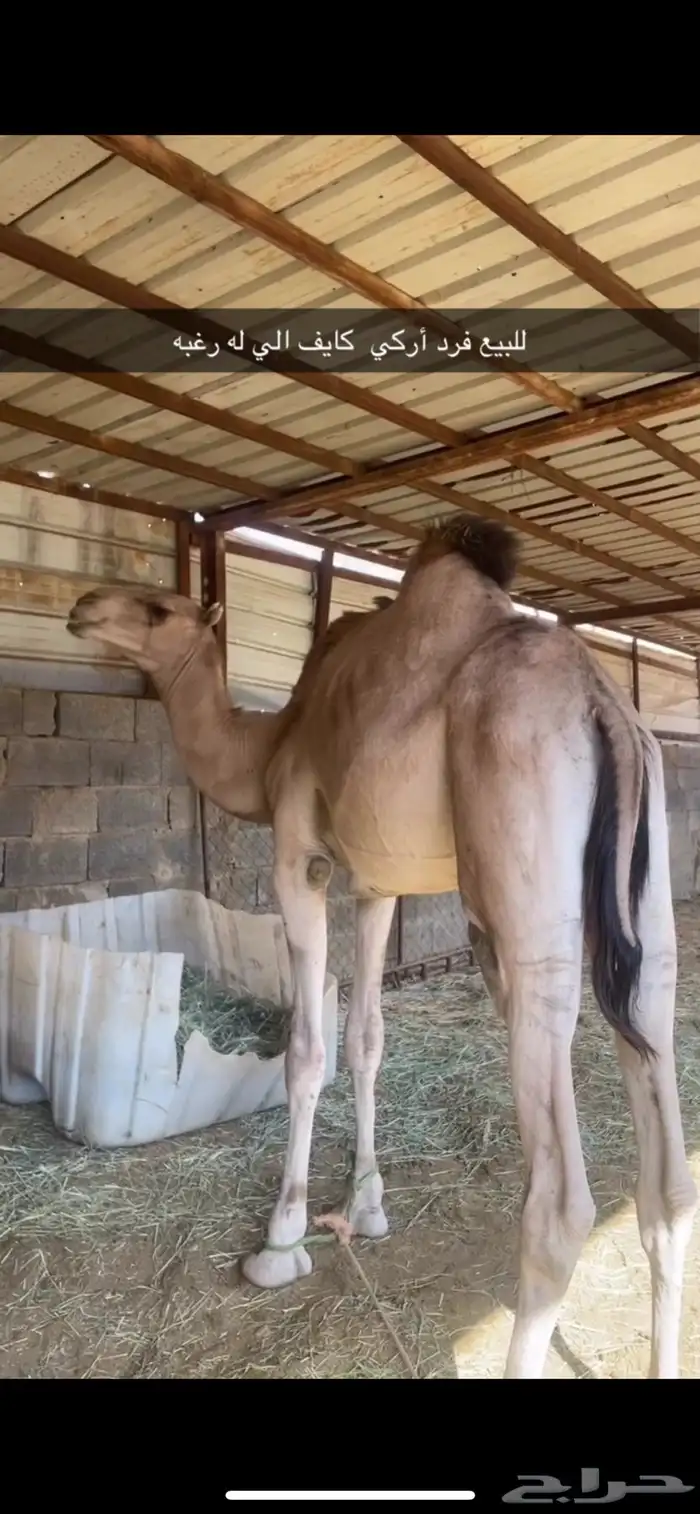 للبيع فرد اركي كايف 2