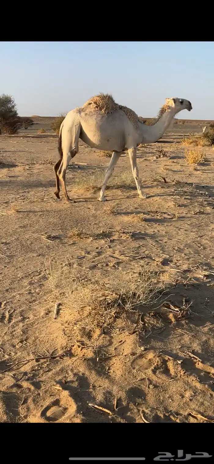 بكره حقه وضحى 1