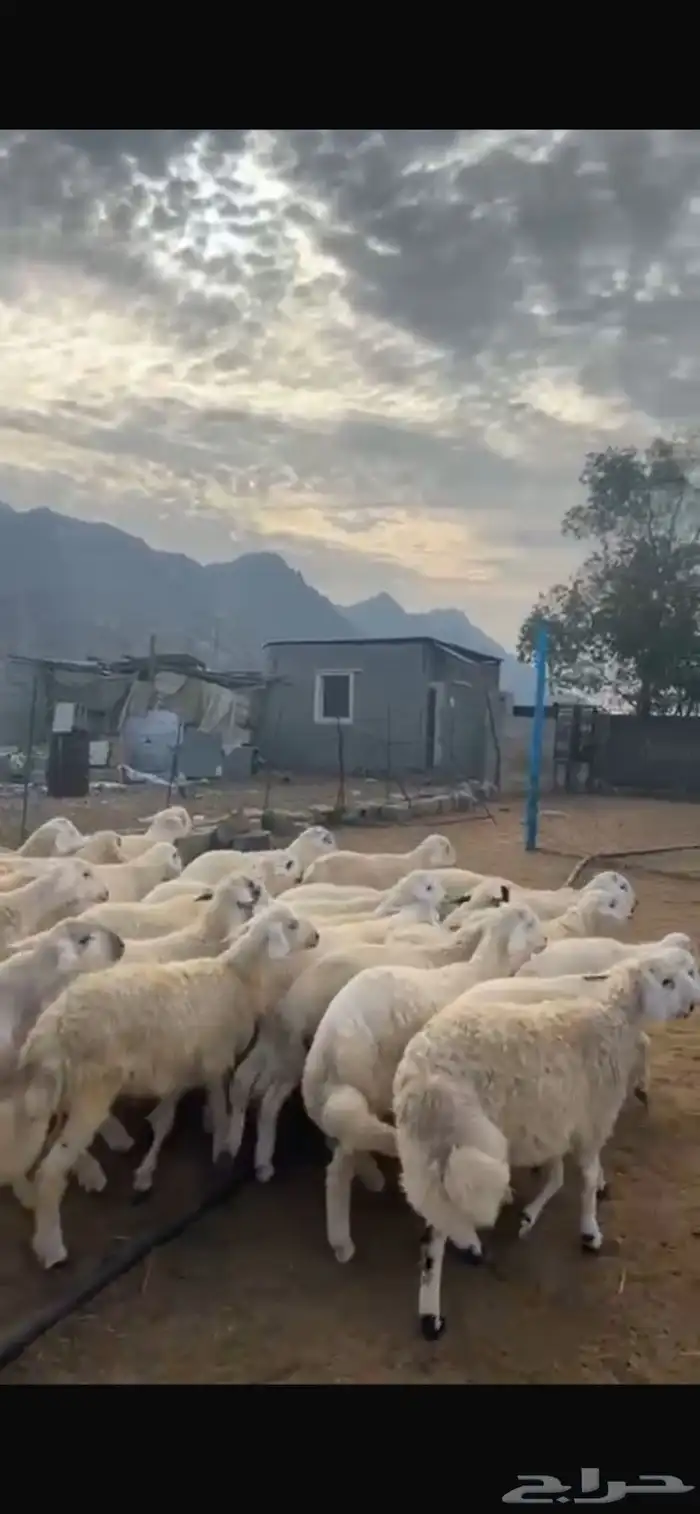 خرفان حريات طيبات 0