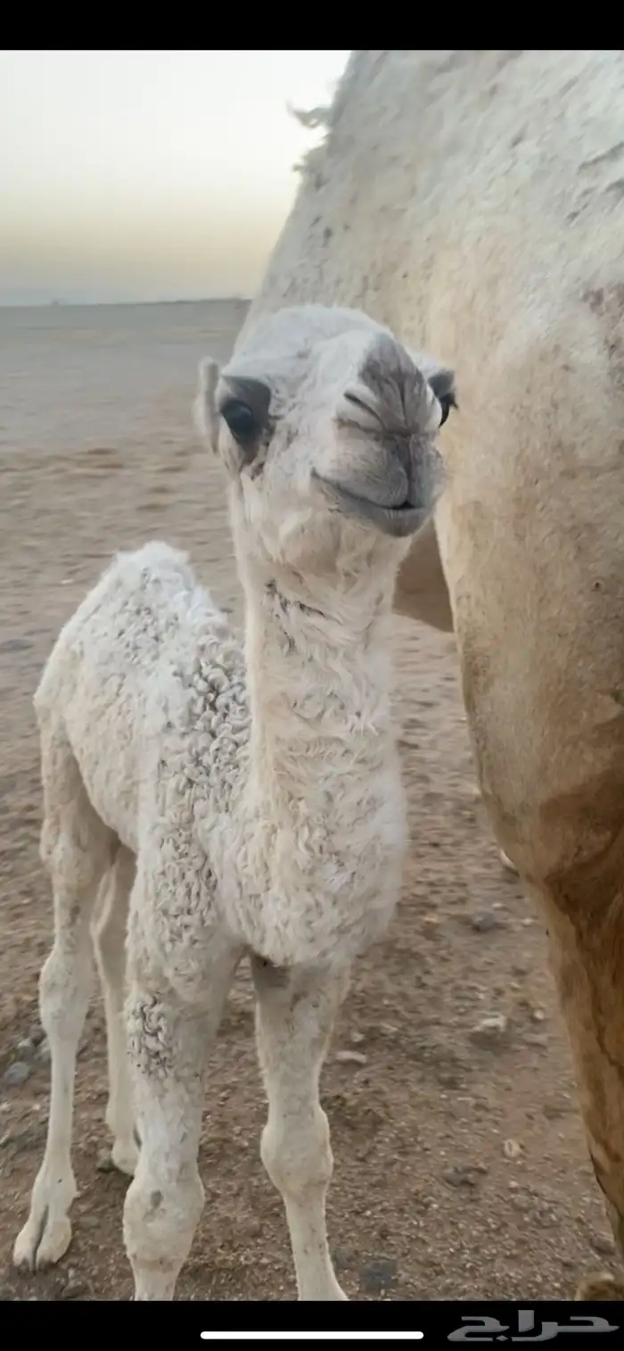 بعير تمامي 5
