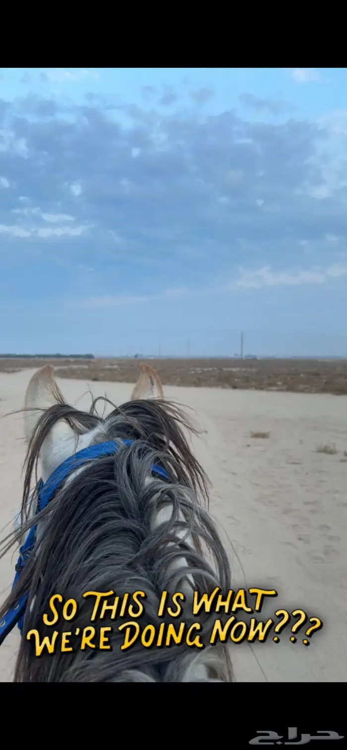 حصان شعبي للبيع 1