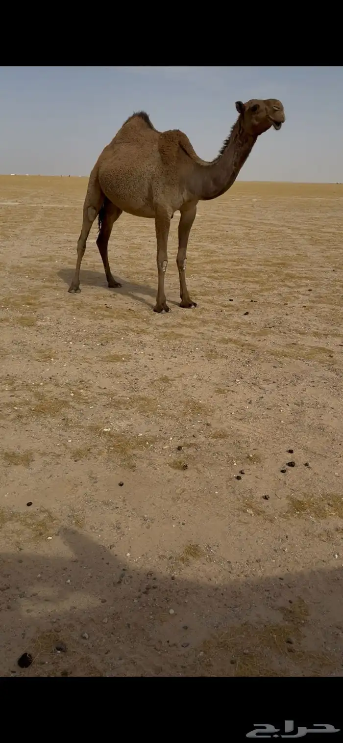 للبيع البكر الطيبه شعلا 10