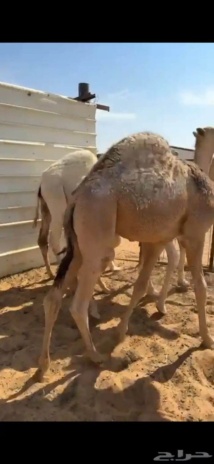 للبيع قعدان قصب 1