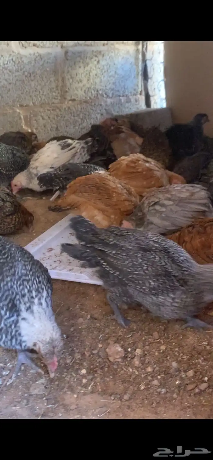 فراريج دجاج 0