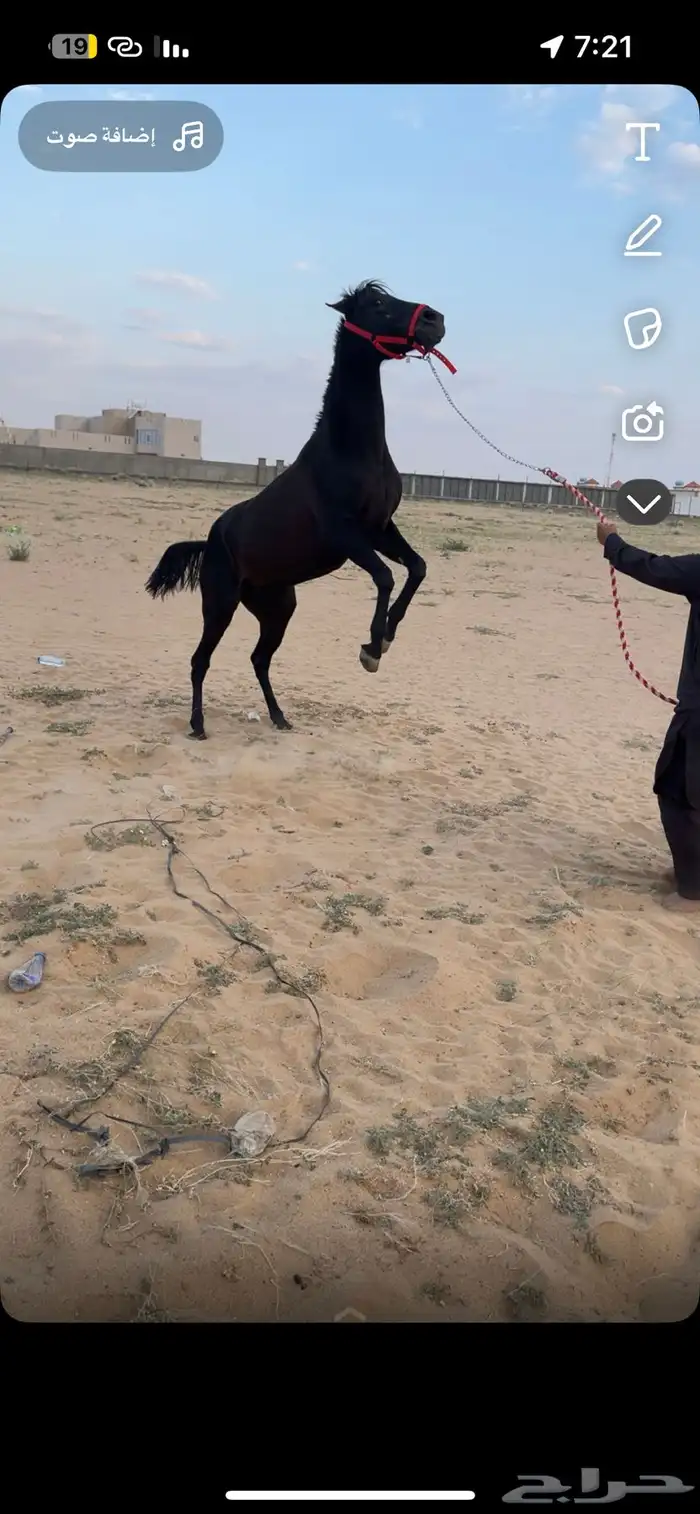 فرس  شعبية للبيع 11