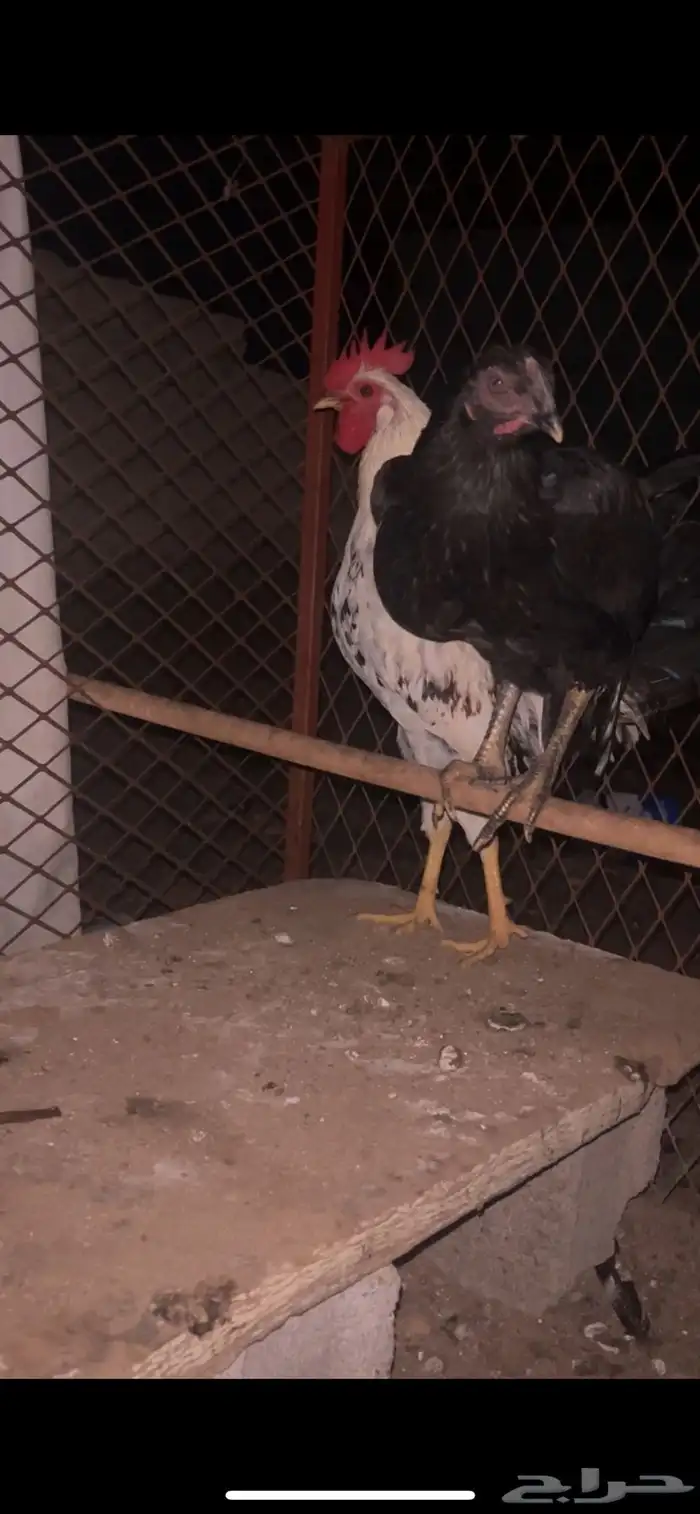 دجاج للبيع 1