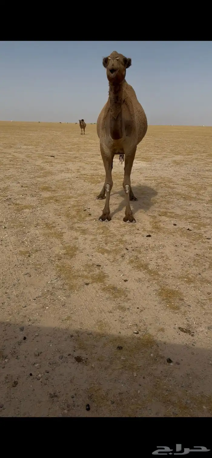 للبيع البكر الطيبه شعلا 4