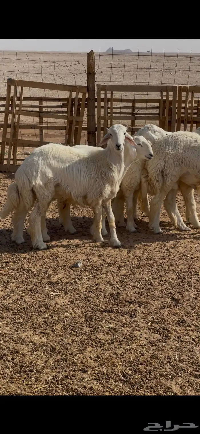 للبيع خرفان 0