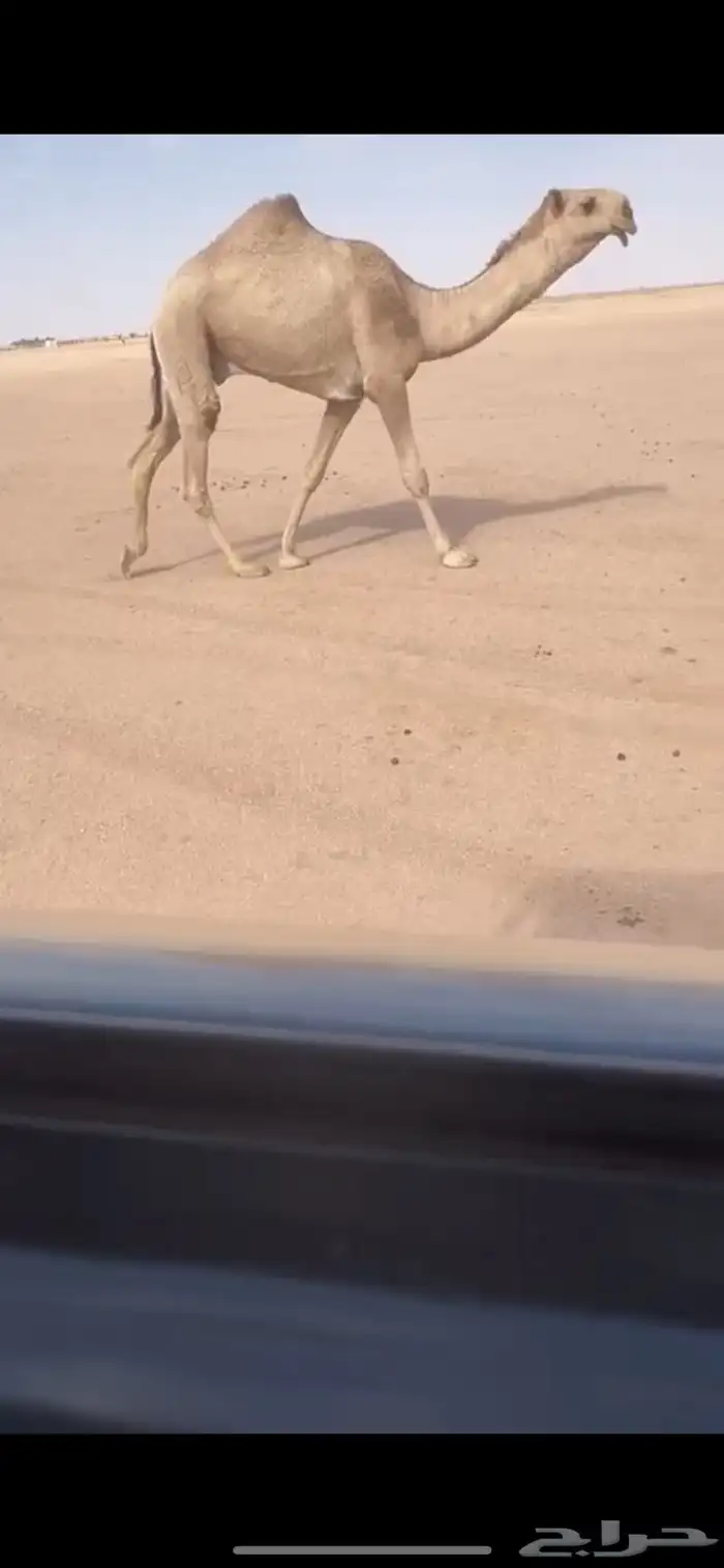 للبيع قعود حق رماني كفووو 0