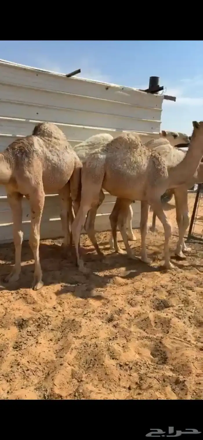 للبيع قعدان قصب 2