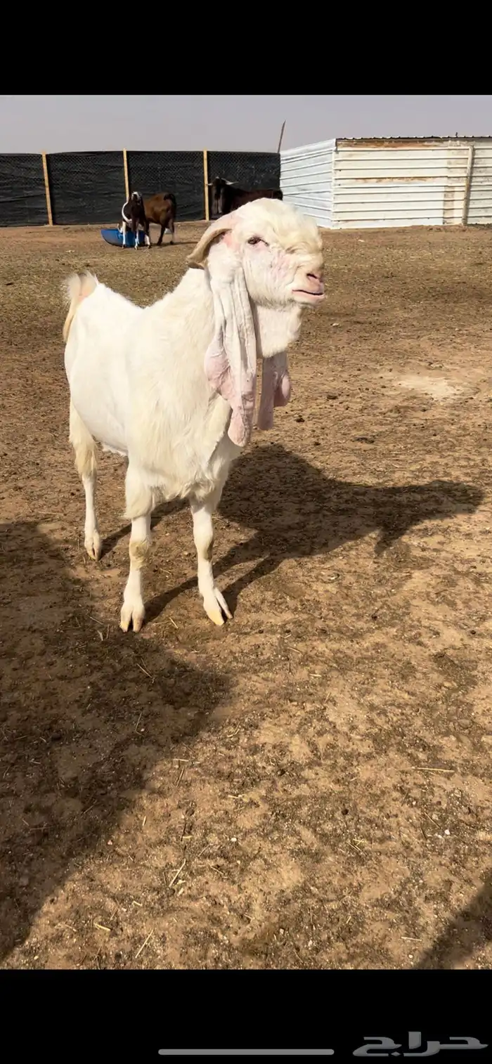 للبيع تيس ابيض ابرص مطور 0