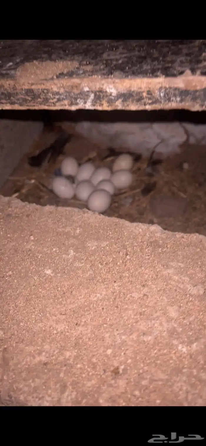 دجاج للبيع 0