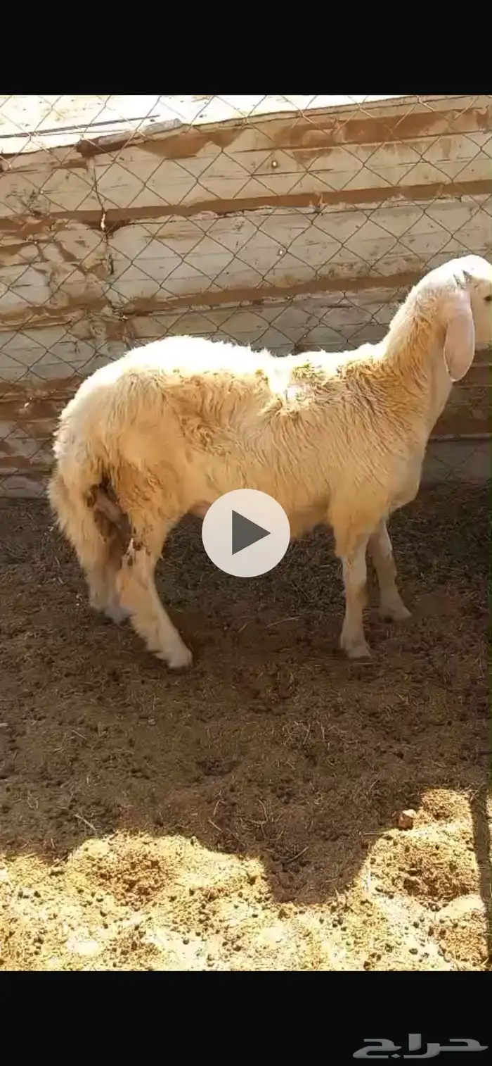 طلي الحرازات (( تم البيع )) 0