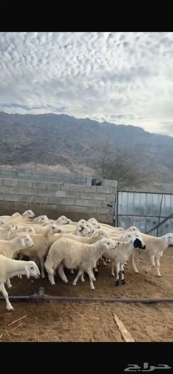 خرفان حريات طيبات 2