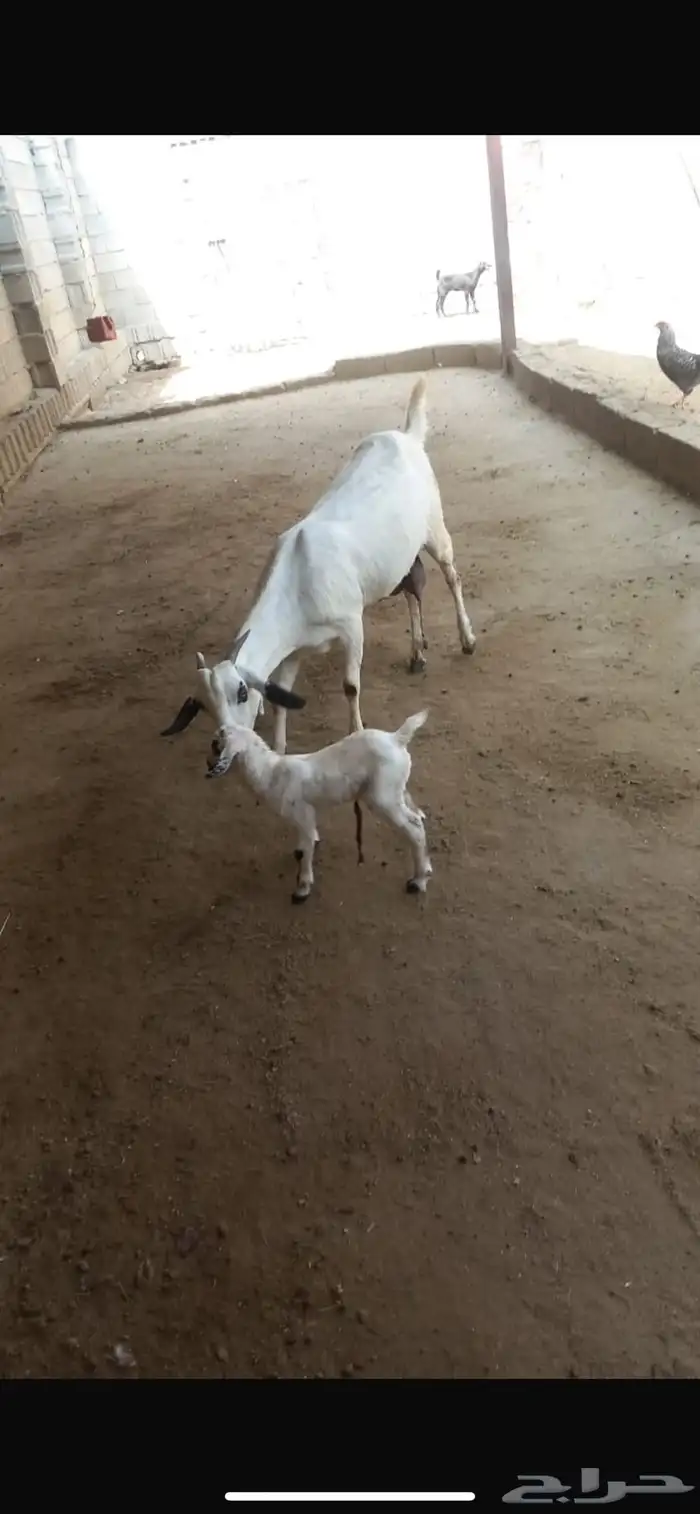 معزا بيشيات صنف الصنف 5