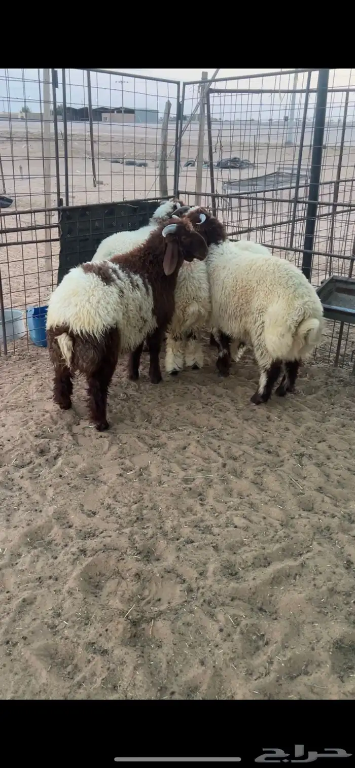 5 طليان نعيم 3