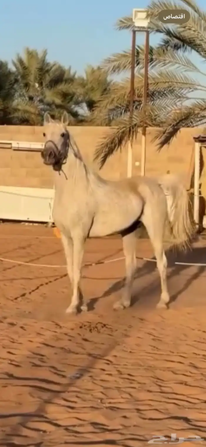 فرس مصريه بيور فاخرة هاديه ولقاح 0